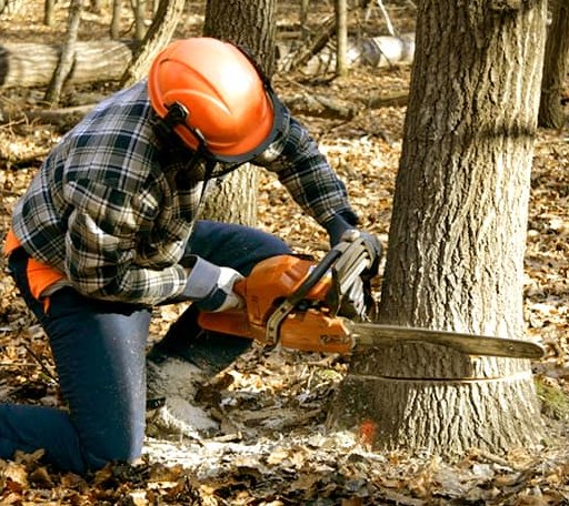 Tree Removal in Mound Valley, KS